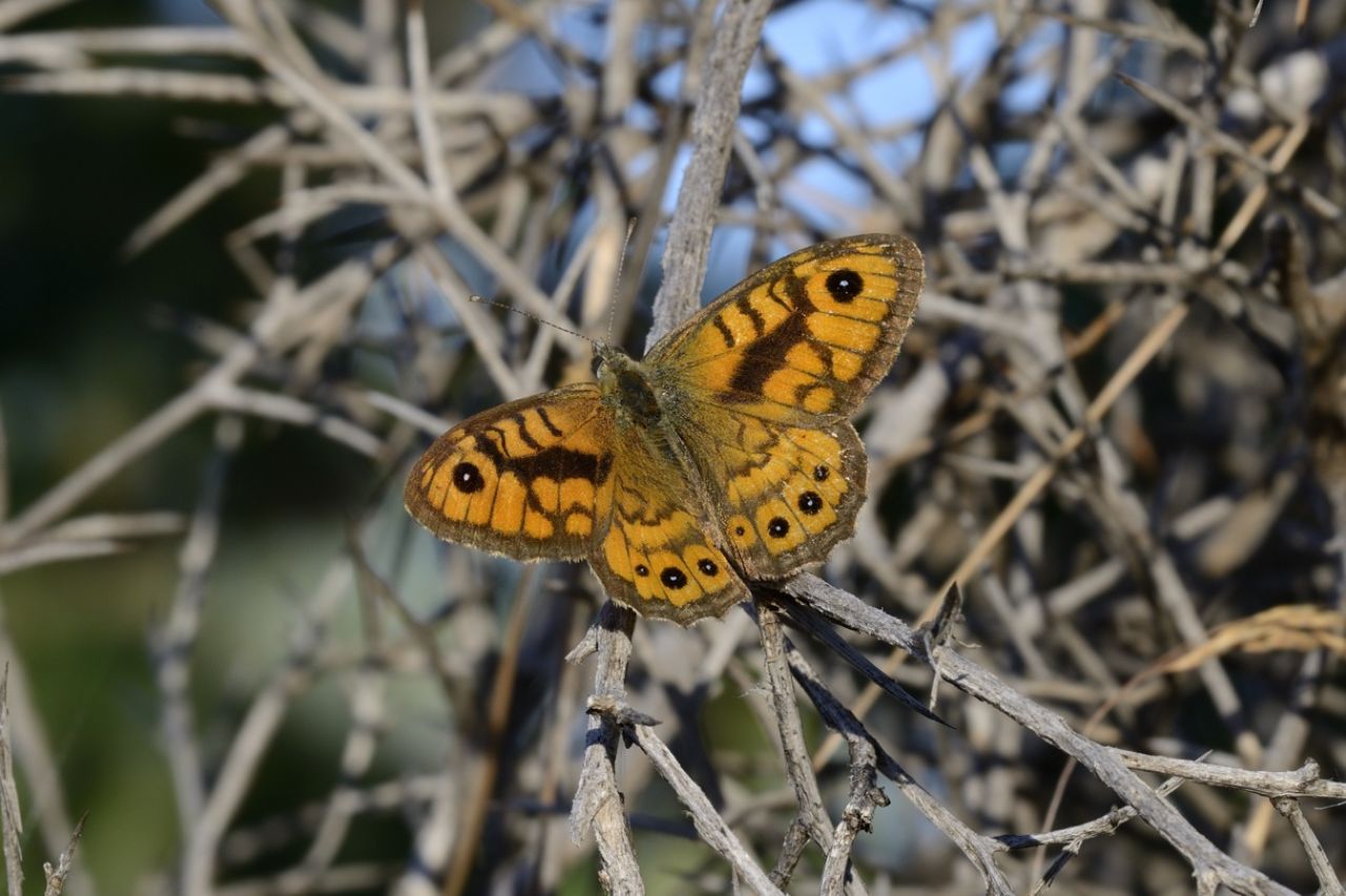 Conerma Lassiommata megera